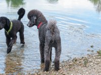 20170916 145213 : Hunde, Pudel, Pudeltreffen