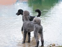 20170916 145321 : Hunde, Pudel, Pudeltreffen