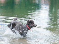 20170916 145337 -2 : Hunde, Pudel, Pudeltreffen