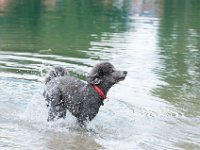 20170916 145337 -3 : Hunde, Pudel, Pudeltreffen