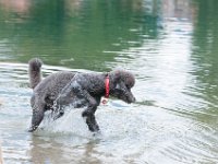 20170916 145337 : Hunde, Pudel, Pudeltreffen