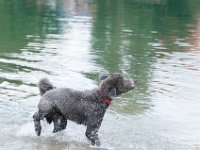 20170916 145338 : Hunde, Pudel, Pudeltreffen