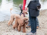 20170916 145354 : Hunde, Pudel, Pudeltreffen