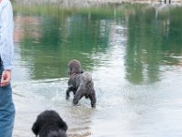 20170916 145420 -2 : Hunde, Pudel, Pudeltreffen