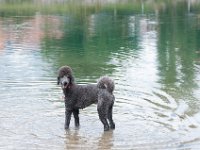 20170916 145425 : Hunde, Pudel, Pudeltreffen
