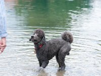 20170916 145426 : Hunde, Pudel, Pudeltreffen