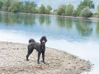 20170916 145459 : Hunde, Pudel, Pudeltreffen