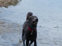 20170916 145512 -2 : Hunde, Pudel, Pudeltreffen