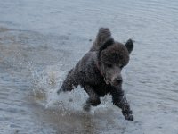 20170916 145512 -3 : Hunde, Pudel, Pudeltreffen