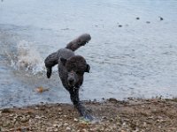 20170916 145512 : Hunde, Pudel, Pudeltreffen