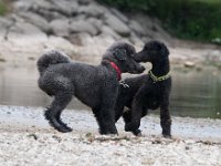 20170916 145533 : Hunde, Pudel, Pudeltreffen