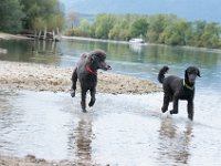 20170916 145539 -4 : Hunde, Pudel, Pudeltreffen