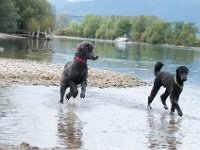 20170916 145539 -5 : Hunde, Pudel, Pudeltreffen