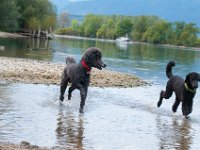 20170916 145539 : Hunde, Pudel, Pudeltreffen