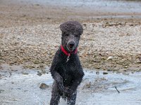 20170916 145558 -3 : Hunde, Pudel, Pudeltreffen