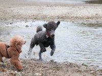 20170916 145559 -2 : Hunde, Pudel, Pudeltreffen