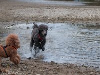 20170916 145559 : Hunde, Pudel, Pudeltreffen