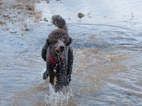 20170916 145619 -2 : Hunde, Pudel, Pudeltreffen