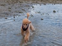 20170916 145625 -2 : Hunde, Pudel, Pudeltreffen