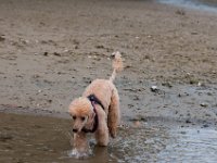 20170916 145712 -2 : Hunde, Pudel, Pudeltreffen