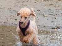 20170916 145712 -4 : Hunde, Pudel, Pudeltreffen