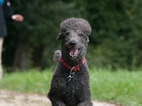 20170916 150136 -2 : Hunde, Pudel, Pudeltreffen