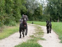 20170916 150138 -2 : Hunde, Pudel, Pudeltreffen