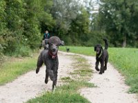 20170916 150138 -4 : Hunde, Pudel, Pudeltreffen