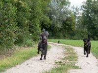 20170916 150138 -5 : Hunde, Pudel, Pudeltreffen
