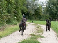 20170916 150138 : Hunde, Pudel, Pudeltreffen