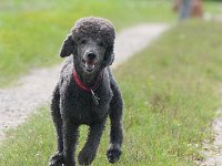 20170916 150910 -3 : Hunde, Pudel, Pudeltreffen