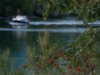 20170916 153259 : Hunde, Pudel, Pudeltreffen