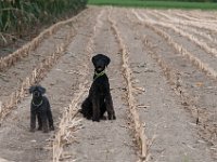 20170916 153708 : Hunde, Pudel, Pudeltreffen