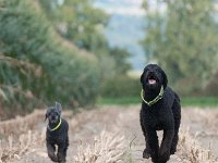 20170916 153747 -2 : Hunde, Pudel, Pudeltreffen