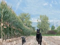 20170916 153747 -3 : Hunde, Pudel, Pudeltreffen