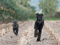20170916 153747 : Hunde, Pudel, Pudeltreffen