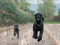 20170916 153748 : Hunde, Pudel, Pudeltreffen