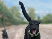 20170916 153749 -4 : Hunde, Pudel, Pudeltreffen