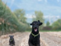 20170916 153749 -5 : Hunde, Pudel, Pudeltreffen