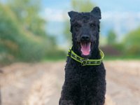 20170916 153749 : Hunde, Pudel, Pudeltreffen