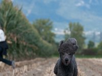 20170916 153831 -2 : Hunde, Pudel, Pudeltreffen