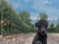 20170916 153831 -3 : Hunde, Pudel, Pudeltreffen