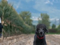 20170916 153831 -4 : Hunde, Pudel, Pudeltreffen