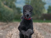 20170916 153831 : Hunde, Pudel, Pudeltreffen
