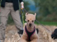 20170916 154014 -2 : Hunde, Pudel, Pudeltreffen
