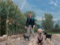 20170916 154015 -2 : Hunde, Pudel, Pudeltreffen