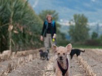 20170916 154015 -3 : Hunde, Pudel, Pudeltreffen