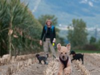 20170916 154015 -4 : Hunde, Pudel, Pudeltreffen