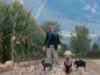 20170916 154015 -5 : Hunde, Pudel, Pudeltreffen