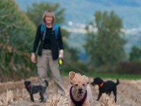 20170916 154015 : Hunde, Pudel, Pudeltreffen